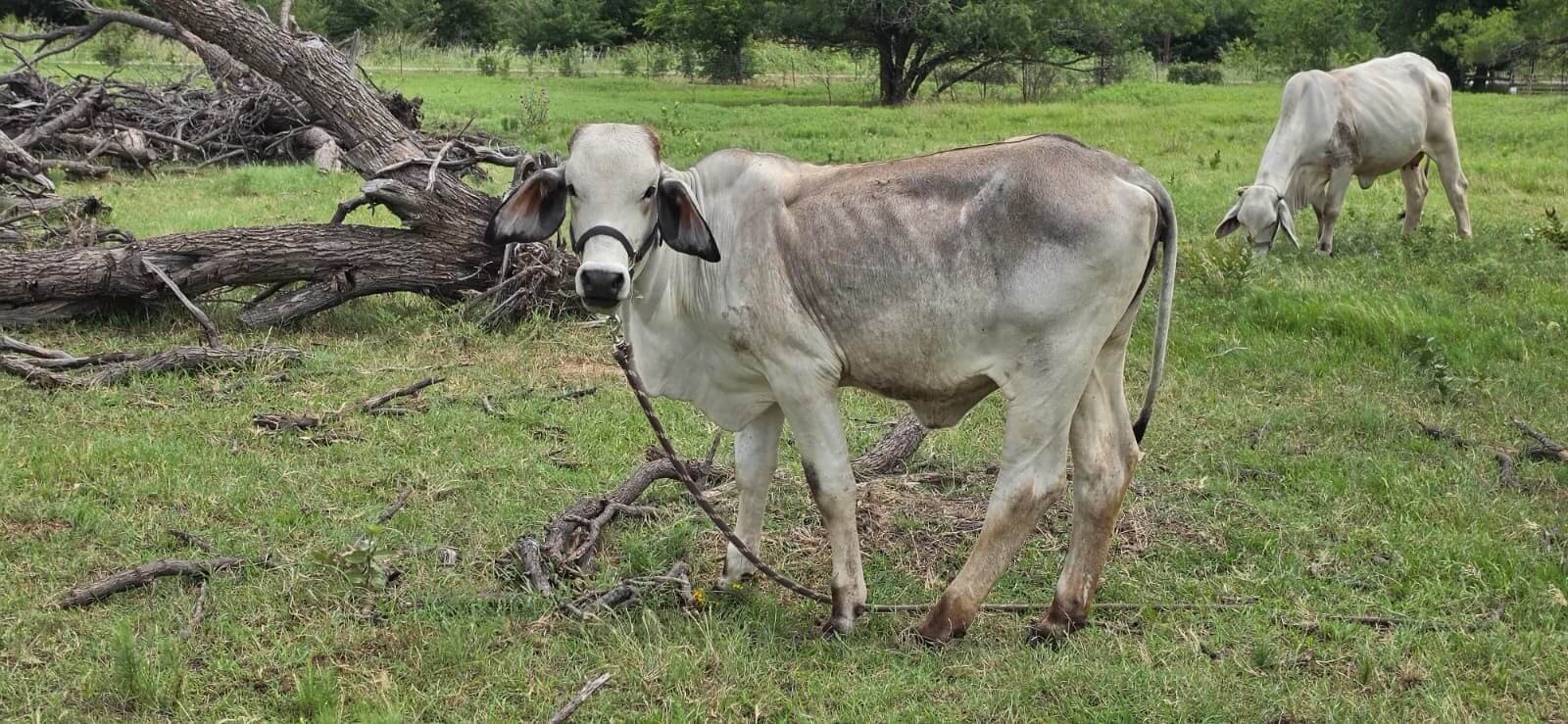 Manu at Arka Goshala